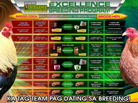 conditioning program gamefowl|Tatak Excellence .
